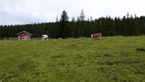 Drohne-Fliegt-Um-Zwei-Kühe-Herum,-Die-Friedlich-Auf-Einer-Graswiese-In-österreich-Grasen