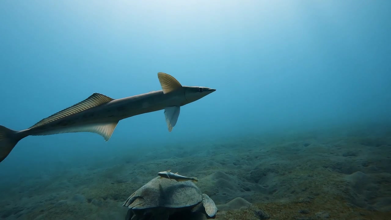 Remora fish swimming over a sea turtle resting on the sandy ocean floor in Marsa Alam. Amazing marine wildlife symbiosis in Red Sea Egypt.