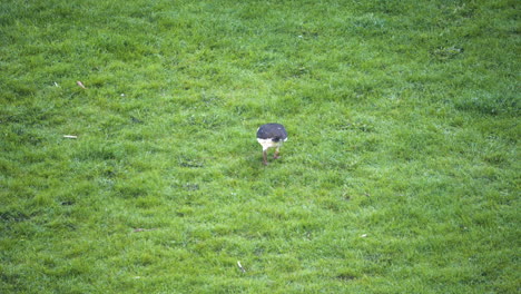 Eurasian-Oystercatcher-Scouting-for-Food-on-a-City-Grass-On-An-Early-Spring-Morning-In-Central-Sweden