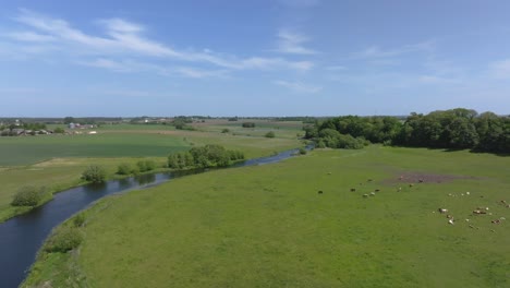 Una-Vista-De-Los-Animales-De-Granja-Pastando-Cerca-Del-Río-Kävlinge,-Suecia---Panorámica-Aérea