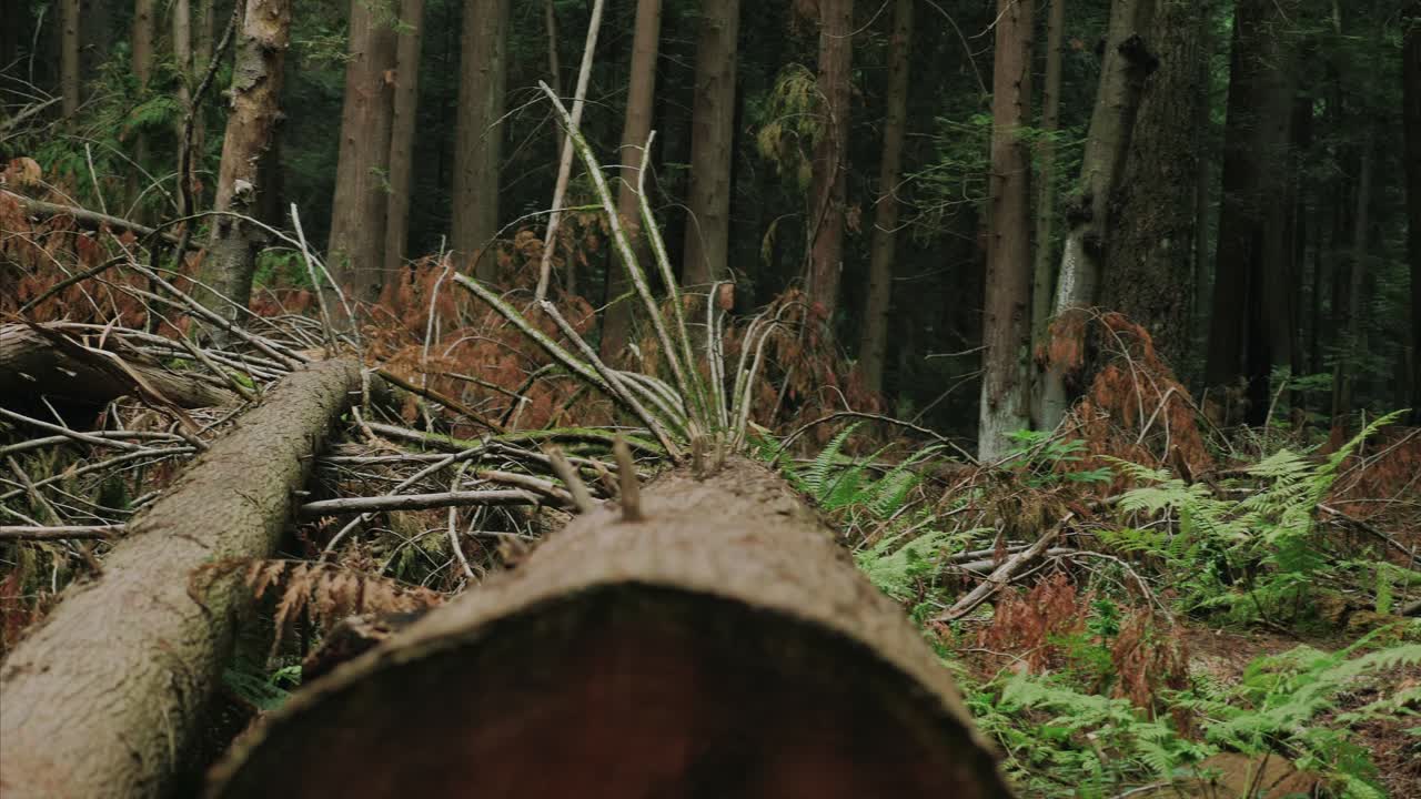 vancouver columbia británica bosque