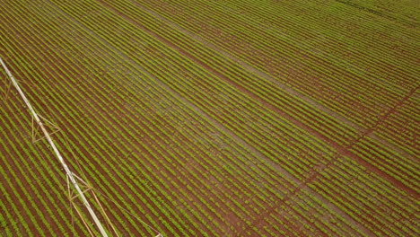 vista de pájaro a gran altitud sobre un campo de cultivo con un sistema de riego industrial