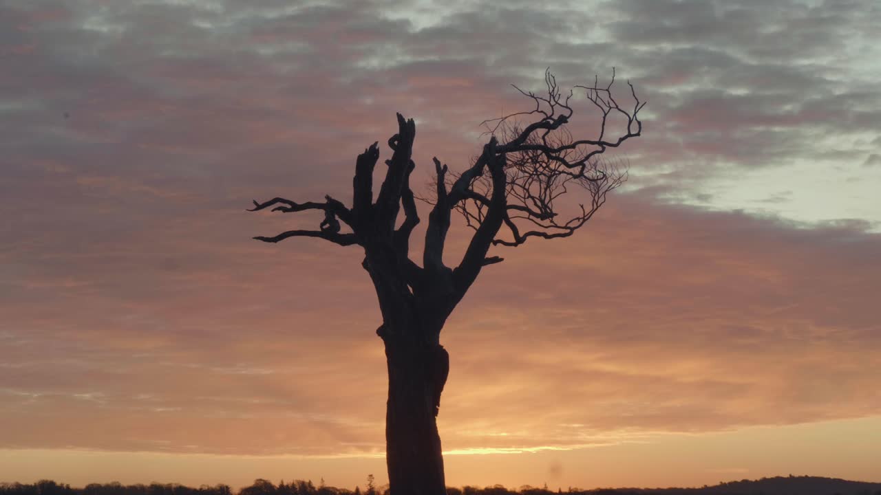 Silhouette of a Dead Tree at Sunset