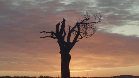 silhouette of a dead tree at sunset