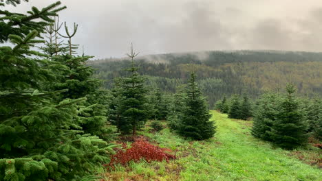 Pinales-Neuastenberg-Mit-Nebel