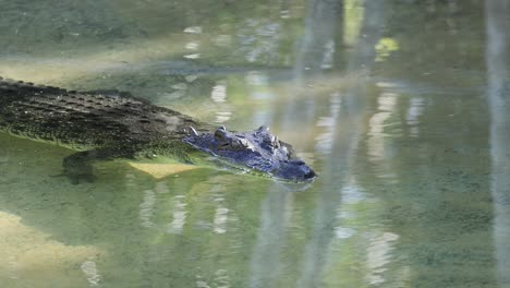 crocodile swimming in clear water at zoo