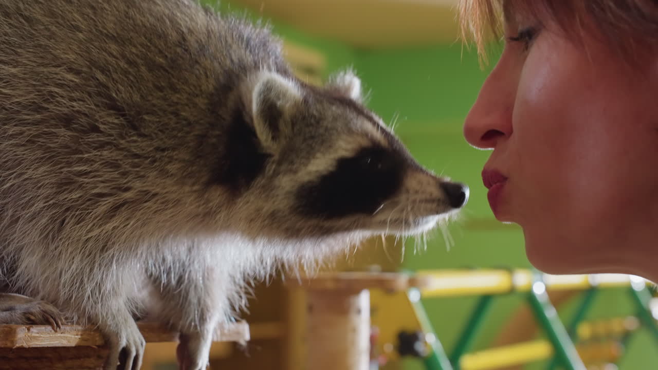Primer plano de una mujer blanca besando a un mapache en una escena divertida con un hocico curioso y brillantes bigotes; suave toque de nariz capturado sobre un fondo verde de interior, ambiente cálido y caprichoso y tierno animal