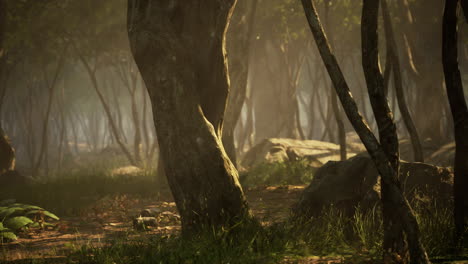 Mañana-Brumosa-En-El-Bosque-Con-Rayos-De-Luz-En-El-Bosque