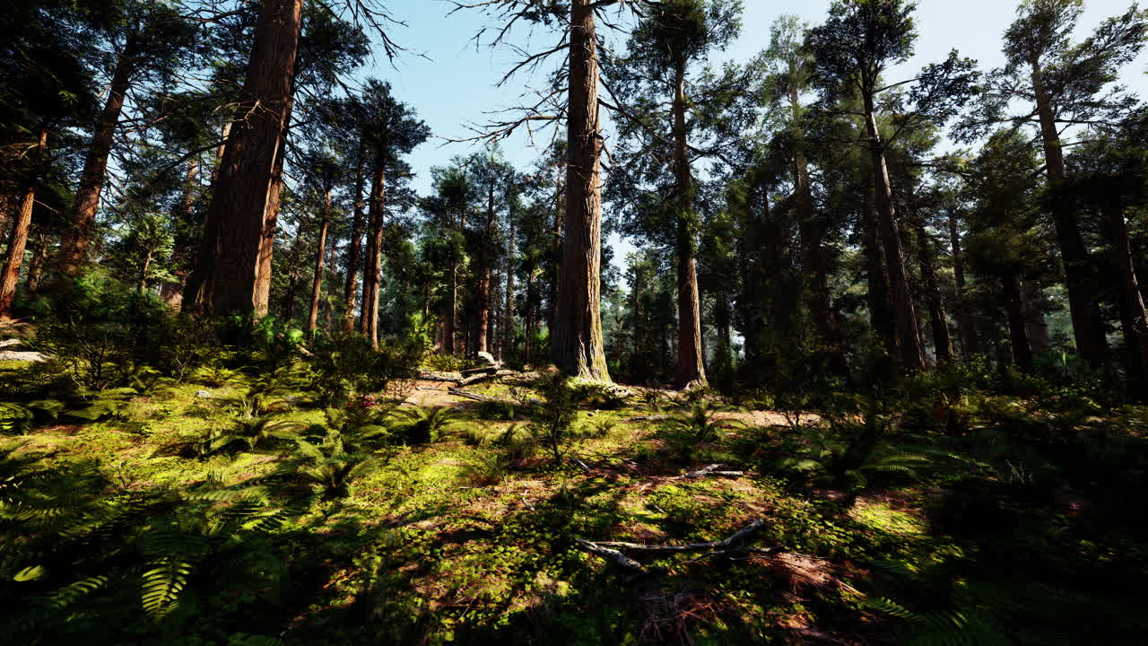 una vista de un bosque alto, la luz del sol filtrándose a través de los árboles