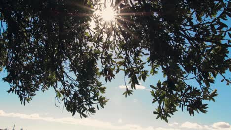 relajantes rayos de sol pasando a través de las ramas de los árboles mientras contempla la vista de la ciudad desde la cima de la colina