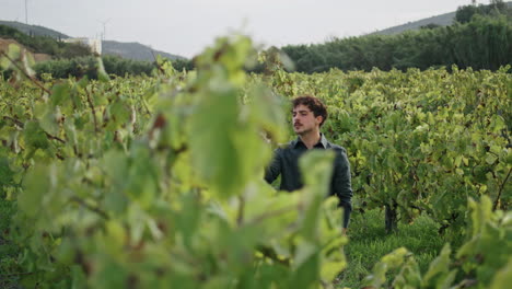 man winegrower examining vine on grape plantation. farmer touching yellow leaves