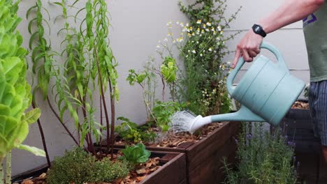 watering a wide range of vegetables and herbs growing in a wooden planter