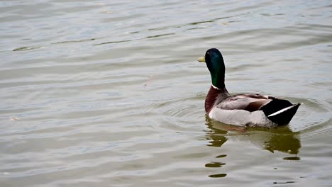 Patos-Mallard-Cerca-De-La-Orilla-De-Un-Lago