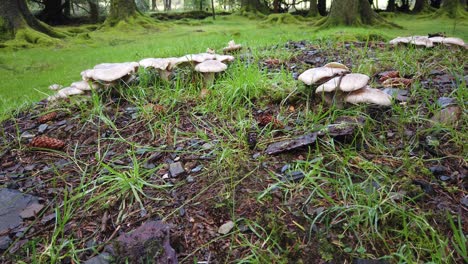 Fungi-growing-in-Bellever-forest-surrounded-by-Norway-spruce-cones-in-Dartmoor-National-Park,-Devon,-England