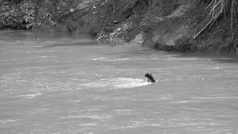 Cría-De-ñu-Desaturada-Ahogada-Por-Un-Cocodrilo-En-El-Cruce-Del-Río