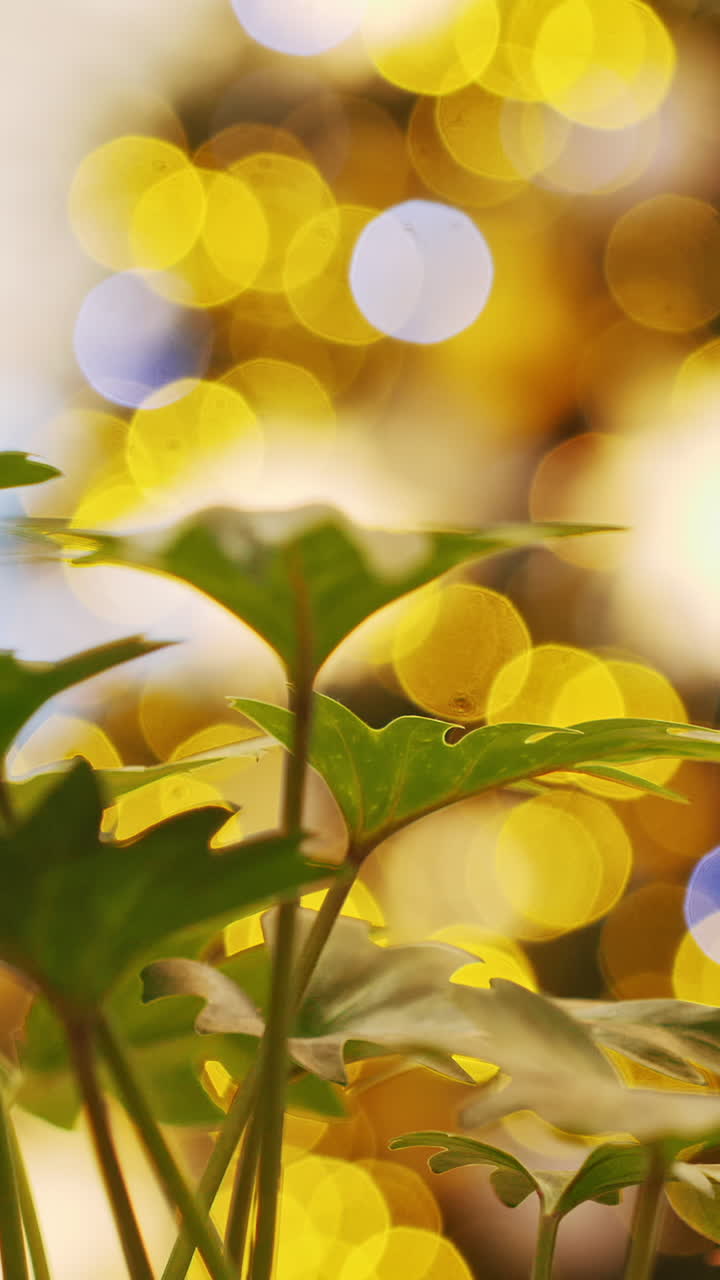 Bokeh Lights and Tropical Leaves