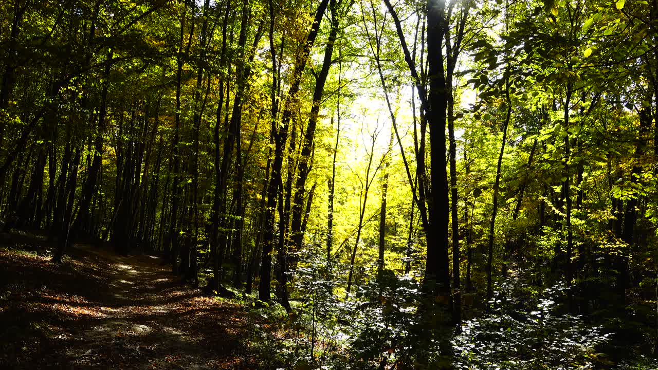Alberi autunnali a ottobre