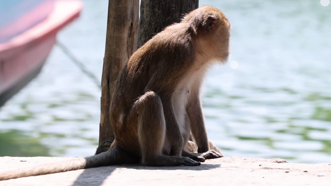 el mono se mueve alrededor de un muelle de madera por el agua