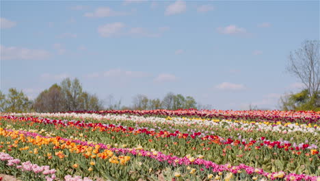 tulip field for commercial cultivation