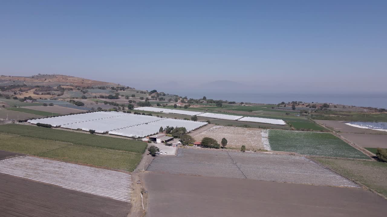 Pelicans living, flying and swimming at the small town of Petatan ,Mexico by the Chapala lake