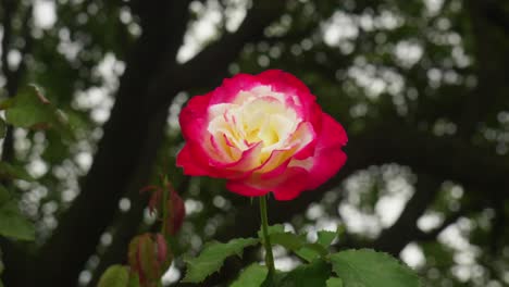 Delicate-flower-gracefully-swaying-in-the-wind,-a-mesmerizing-dance-of-petals-in-nature's-rhythm