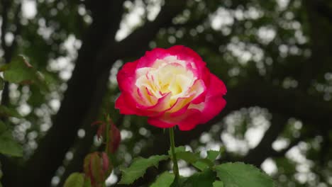 una delicada flor que se balancea con gracia en el viento, una fascinante danza de pétalos en el ritmo de la naturaleza