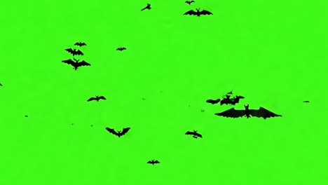 bats flying in a green screen