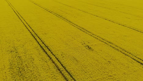 Un-Dron-Real-Que-Se-Levanta-Lentamente-Sobre-El-Campo-De-Colza