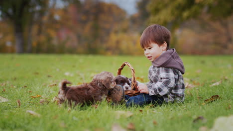 asian toddler playing with puppies in the park