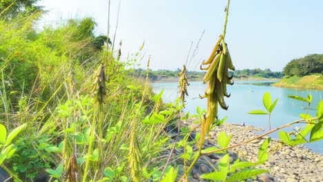 upwards moving shot of wild herbs in the foreground revealing the surma river in the background, in a natural landscape of bangladesh