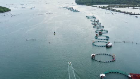 fish farm with cages for fish and shrimp in the philippines, luzon. aerial view of fish ponds for bangus, milkfish