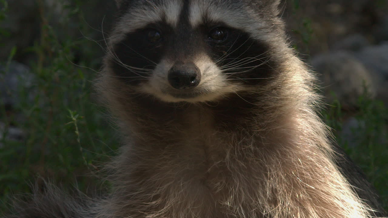 Close up: Raccoon looks to camera, turns profile in sun dappled light