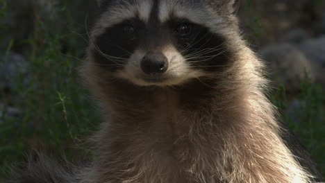 close up: raccoon looks to camera, turns profile in sun dappled light