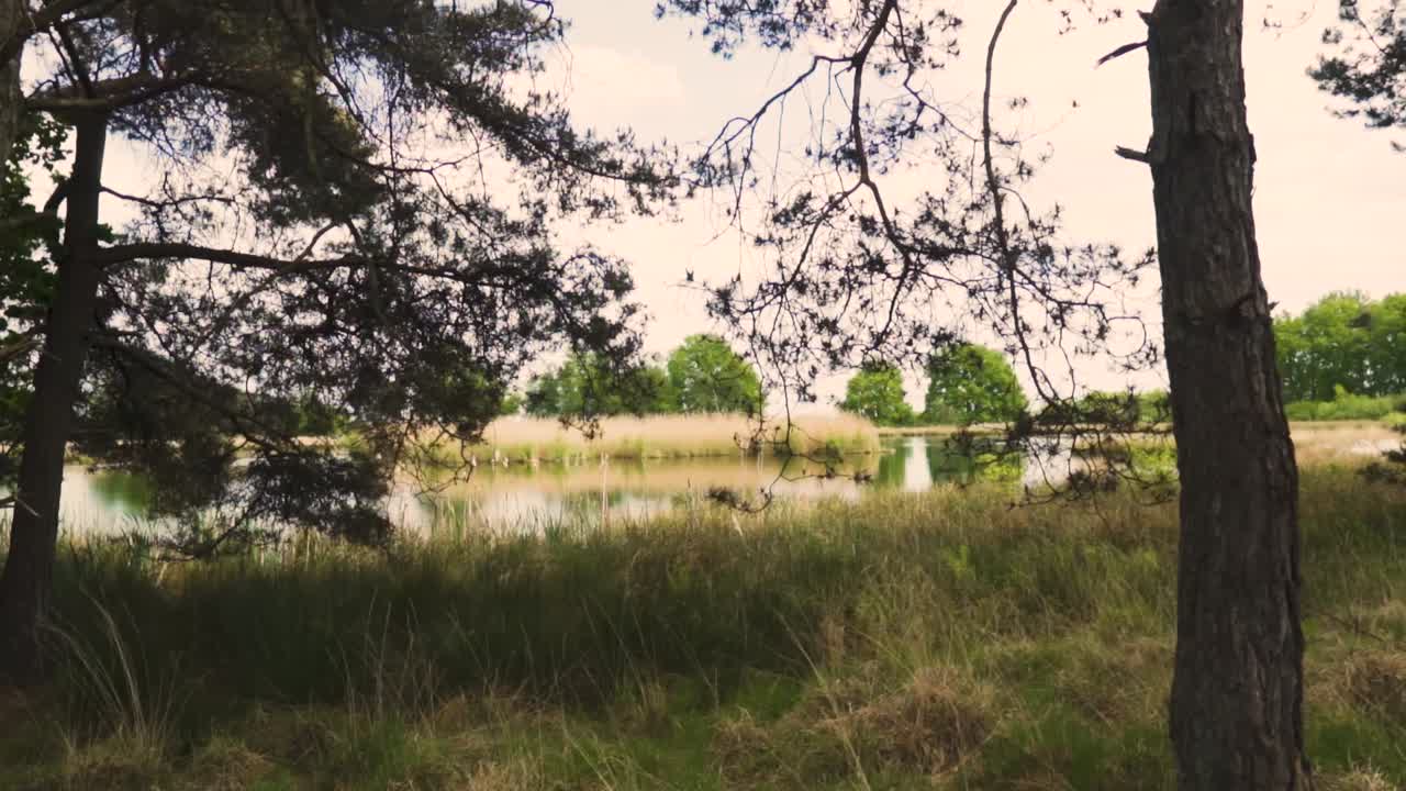 paisaje forestal con un estanque