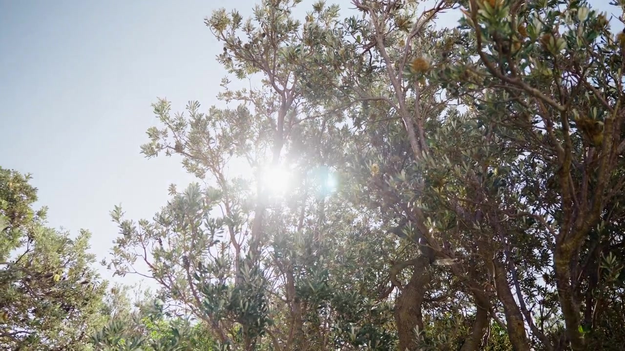 La luce solare dorata filtra attraverso le foglie di un albero di banksia costiero, creando morbidi raggi di luce e motivi naturali. Scena pacifica della boscaglia australiana con la calda luce del mattino.