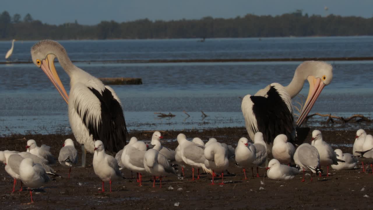 un par de pelícanos acicalados , en medio de gaviotas con una gran garza blanca detrás