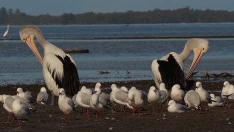Ein-Paar-Putzender-Pelikane,-Inmitten-Von-Möwen-Mit-Einem-Großen-Weißen-Reiher-Dahinter