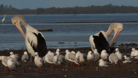 Par-De-Pelícanos-Acicalados,-En-Medio-De-Gaviotas-Con-Gran-Garza-Blanca-Detrás