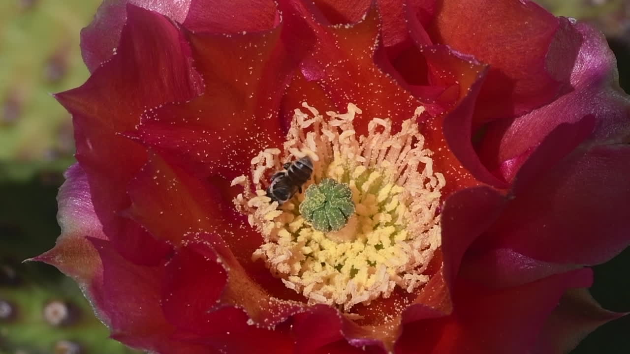 abeja vuela hacia una flor de cactus