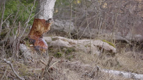 swedish birch tree chewed up by a eurasian beaver, static wide shot