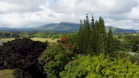 toma aérea cinematográfica de la reserva forestal de kauai, colina kapaa - kauai, hawaii