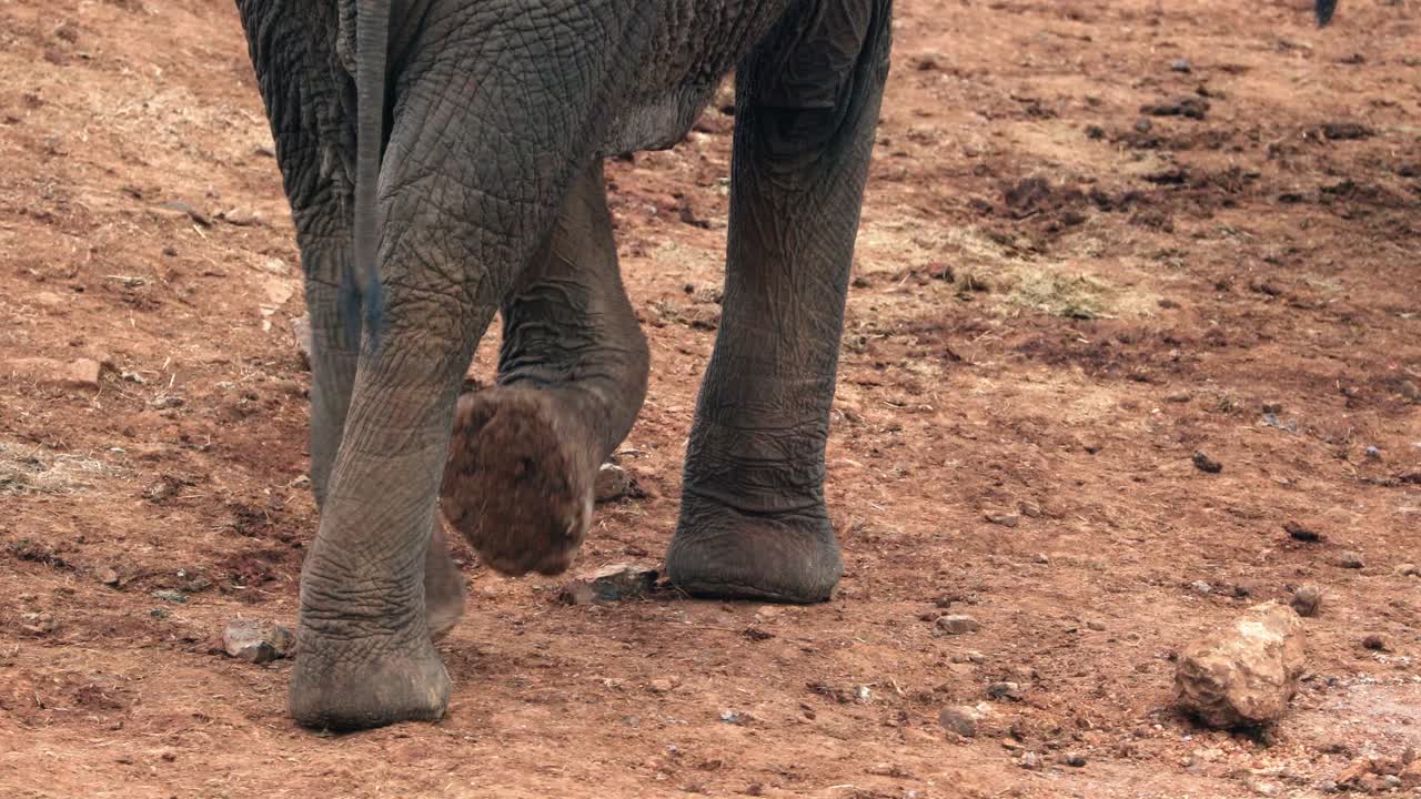 los pies de los elefantes caminando por las montañas estériles en el parque nacional de aberdare, kenia, áfrica