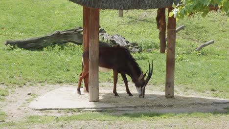 el antílope sable pastando en el zoológico de praga, república checa