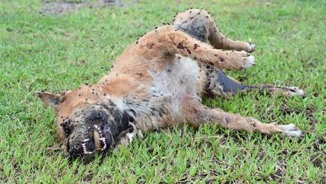 el cadáver de un perro callejero plagado de gusanos y moscas como se ve en la hierba colocado en diagonal, el olor es insoportable y uno realmente puede vomitar cuando lo filmé