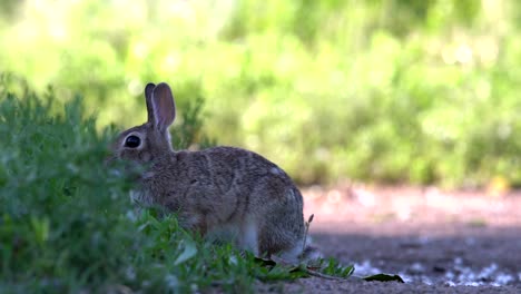 Mountain-Cottontail-Springt-In-Zeitlupe