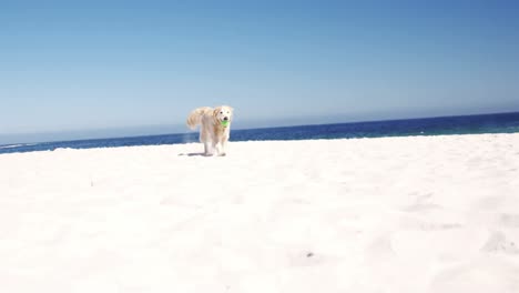 Old-retired-man-playing-with-dog