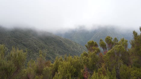 Nahaufnahme-Eines-Einfachen-Heidekrauts,-Das-Sich-Im-Wind-Bewegt,-Mit-Etwas-Nebel-Im-Hintergrund