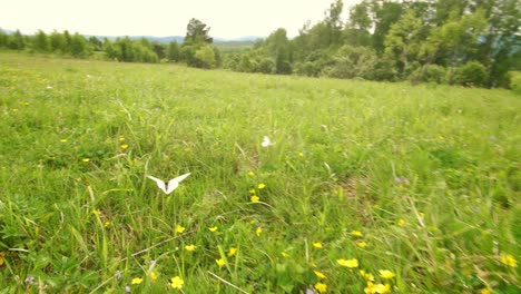 butterflies in a meadow