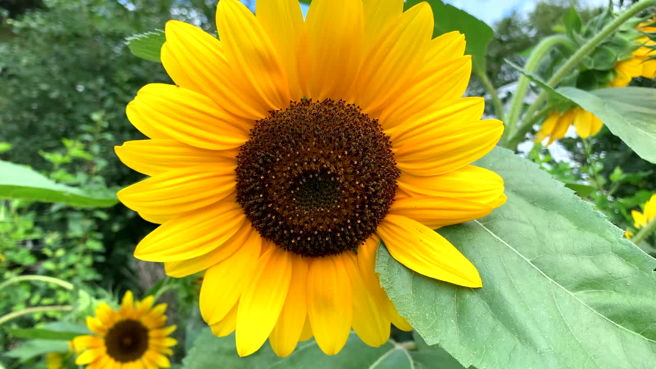 girasol vívido y brillante en un día soleado de verano