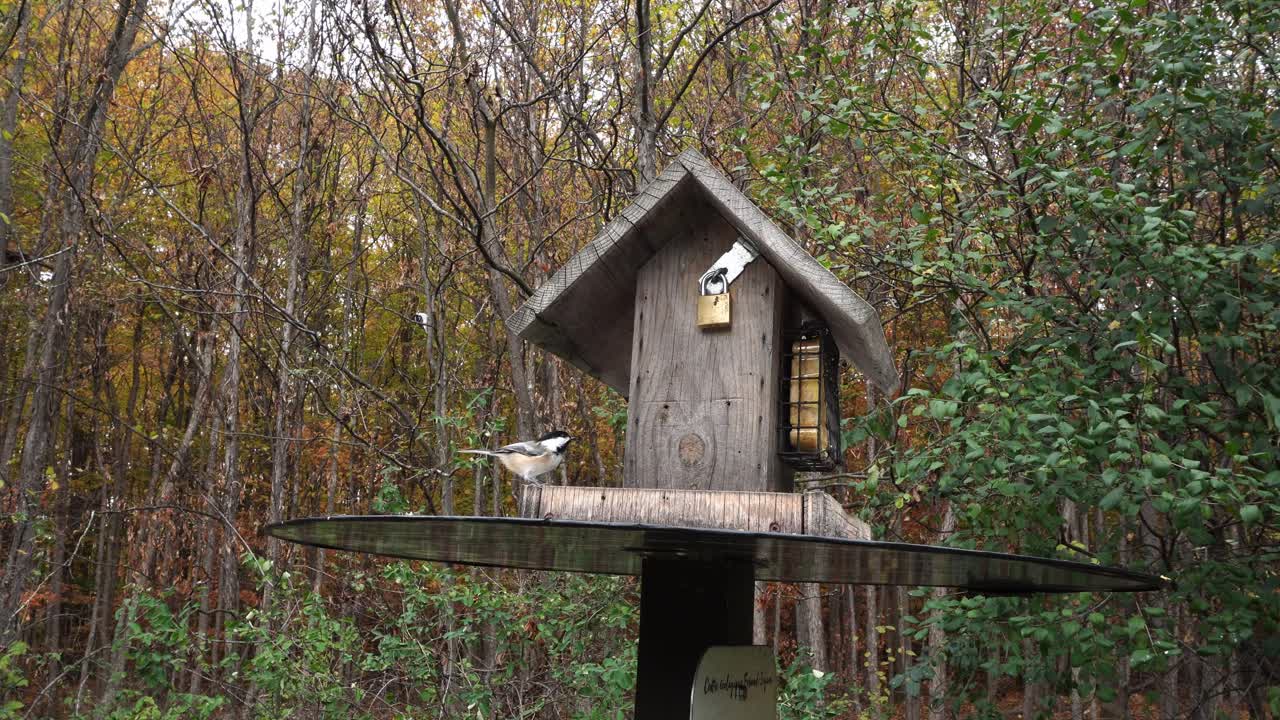 Un trespolo dove gli uccelli possono mangiare a sazietà in una foresta incantata. Puoi vederli andare e venire in un istante.